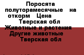 Поросята полуторамесячные,  на откорм › Цена ­ 2 000 - Тверская обл. Животные и растения » Другие животные   . Тверская обл.